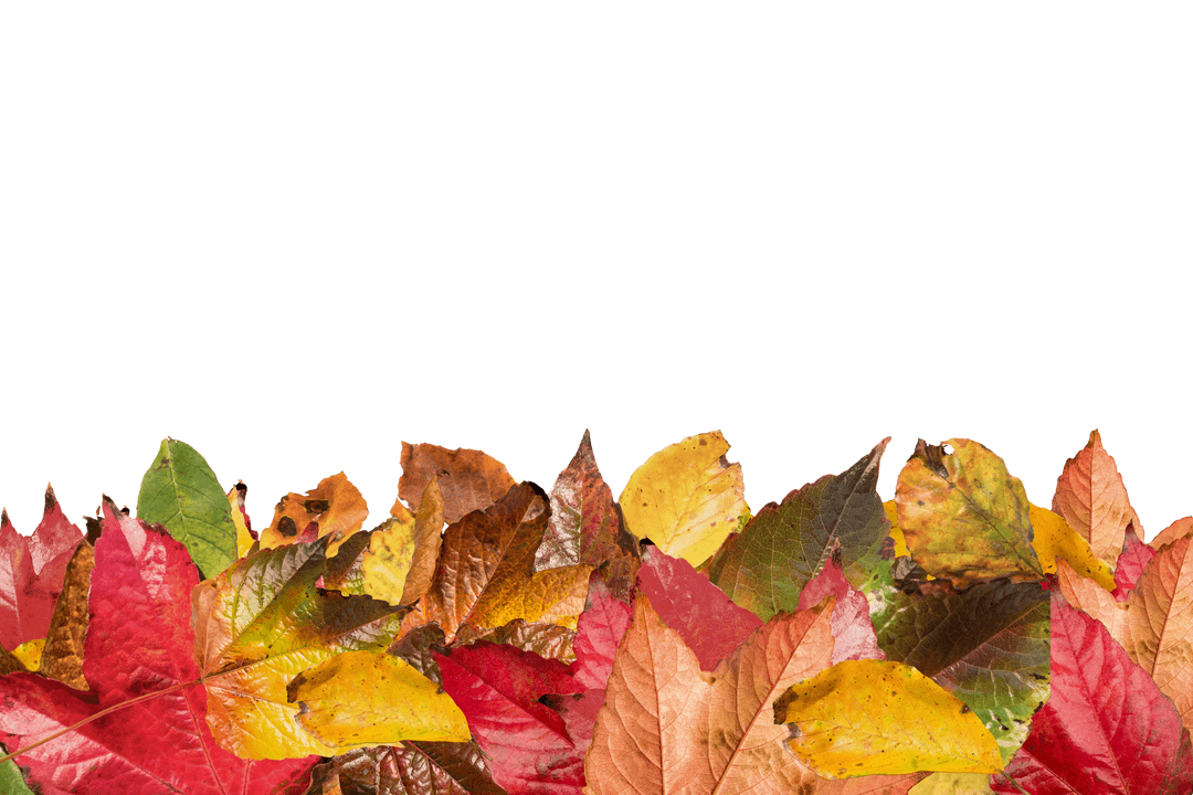 Autumn Leaves Seamless Border on Transparent Background