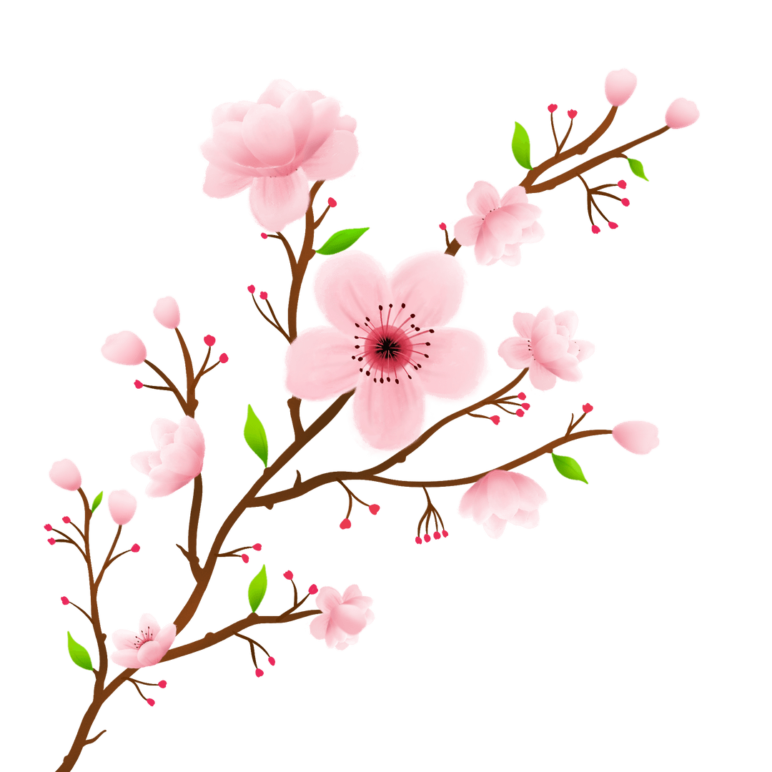 Elegant Pink Cherry Blossoms on Branch with Transparent Background