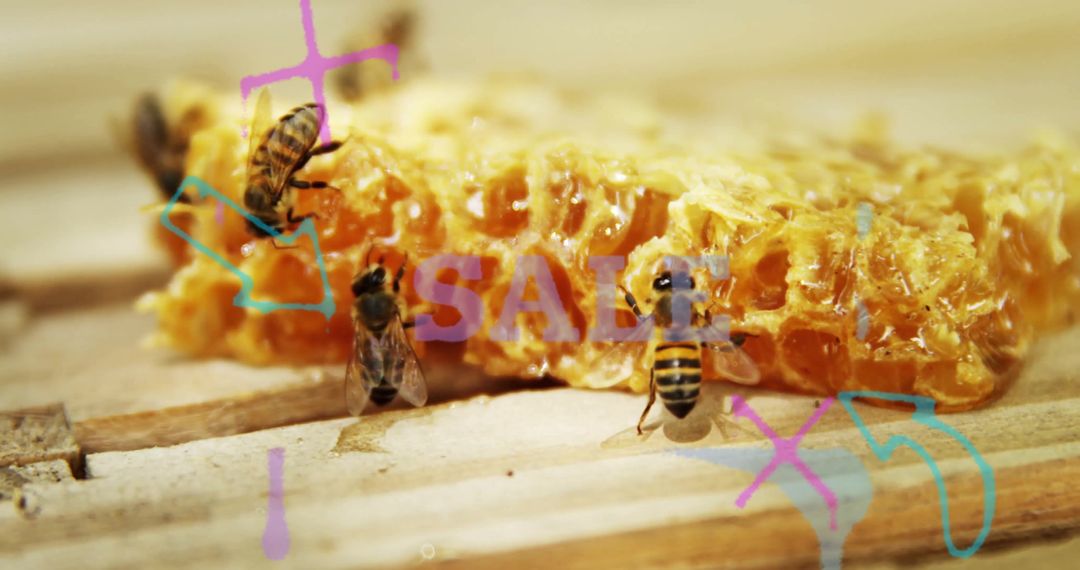 Honeycomb with Bees and Annotations Displaying SAVE