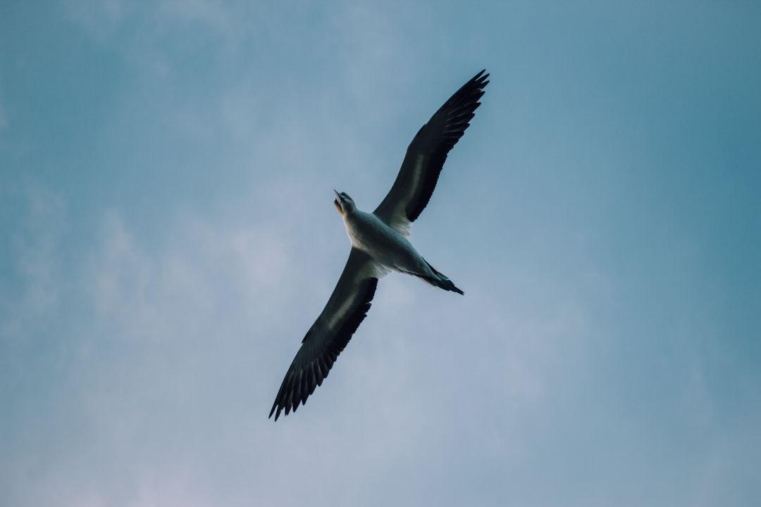 Seagull soaring over soft blue sky low-angle view conveying freedom and coastal spirit