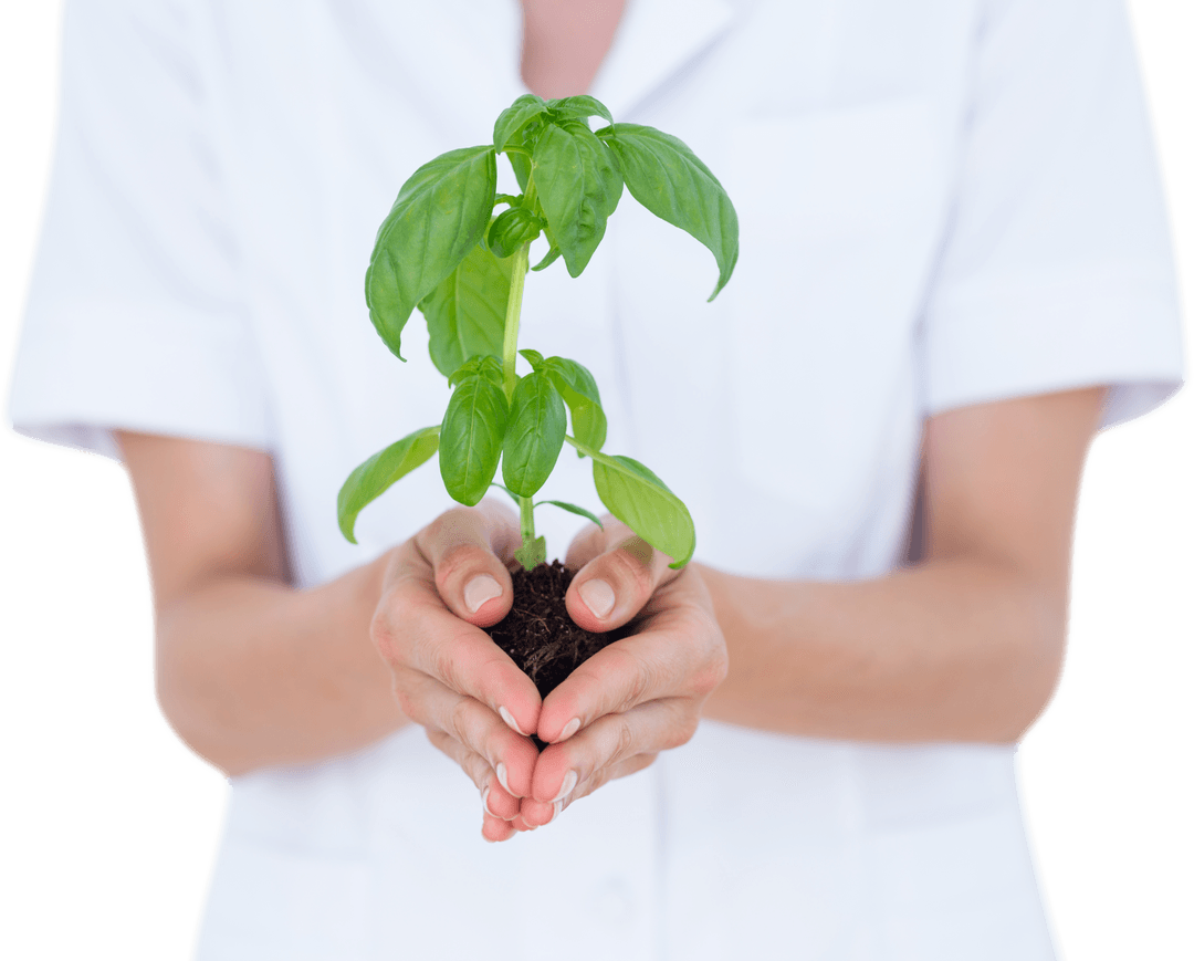 Scientist Holding Basil Plant on White Background