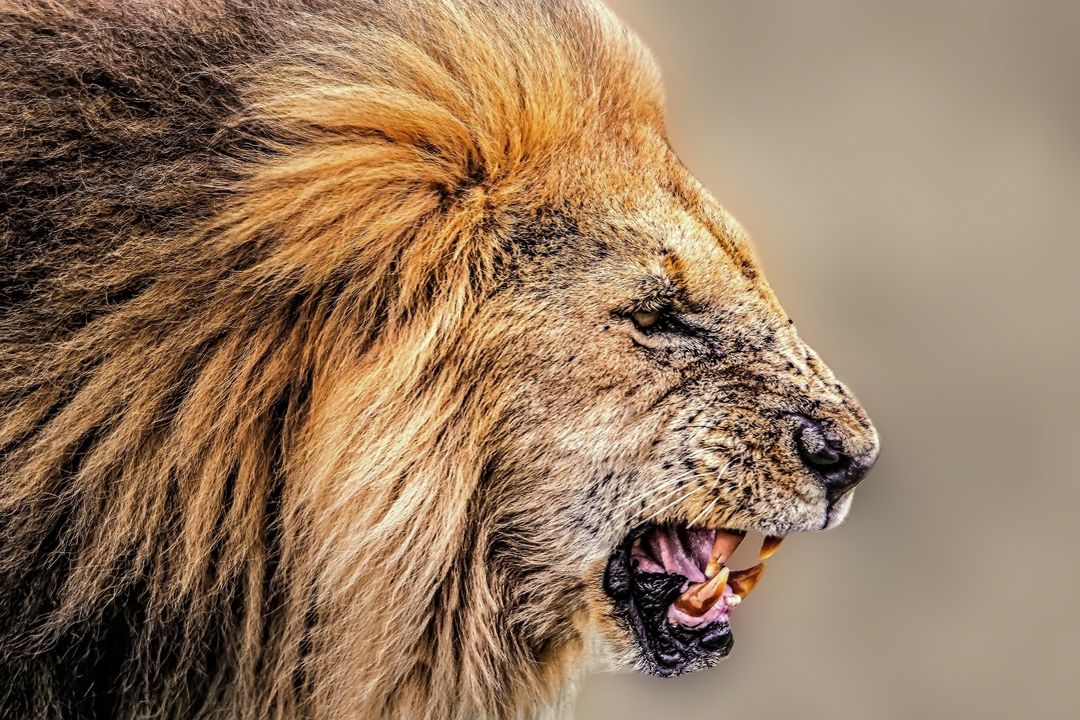 Close-up of Aggressive Roaring Lion in Natural Habitat - Free Images, Stock Photos and Pictures on Pikwizard.com