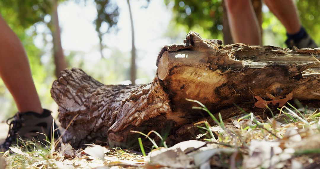 Close-Up of Fallen Tree Trunk in Forest with People Walking - Free Images, Stock Photos and Pictures on Pikwizard.com