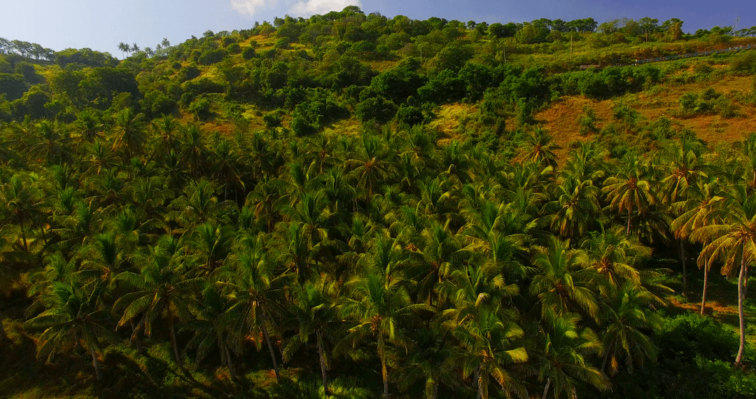 Lush Green Forest with Dense Palm Trees Under Bright Sky