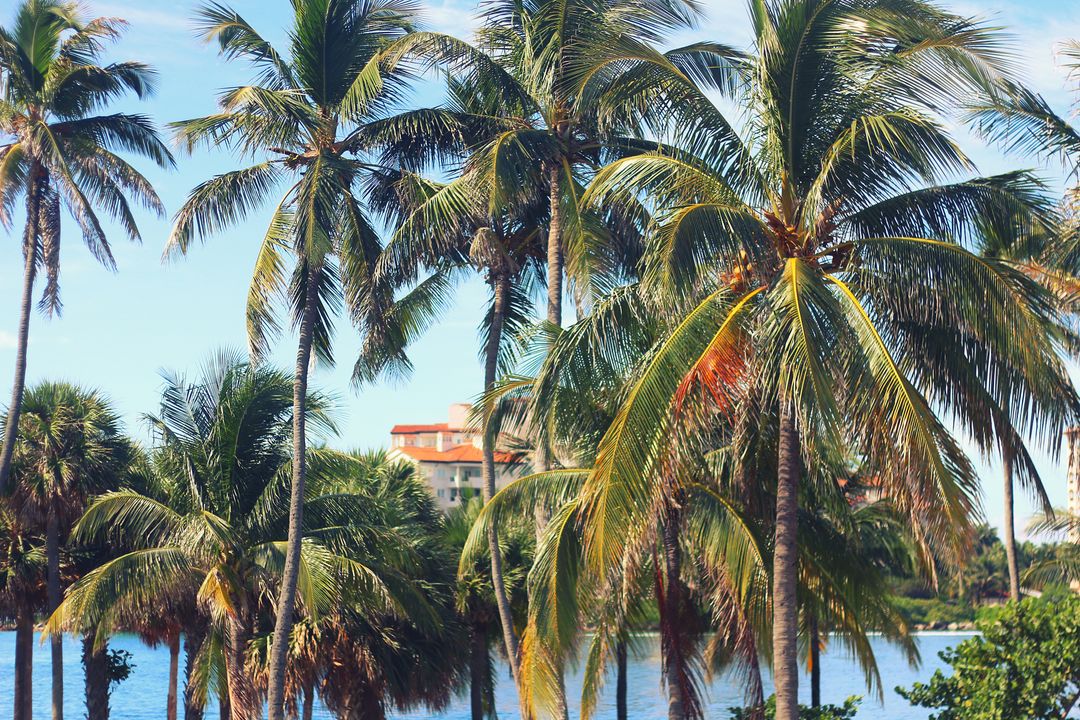 Tropical Paradise with Palm Trees Overlooking Water