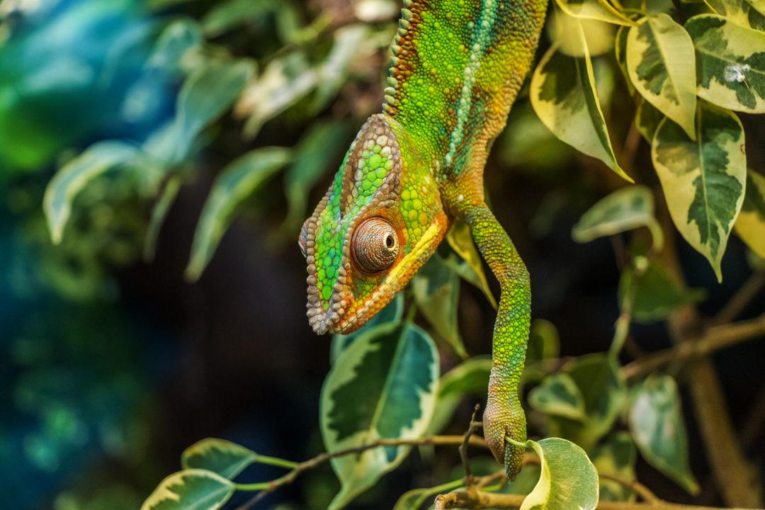 Stunning Panther Chameleon Displaying Vivid Colors on Foliage - Free Images, Stock Photos and Pictures on Pikwizard.com
