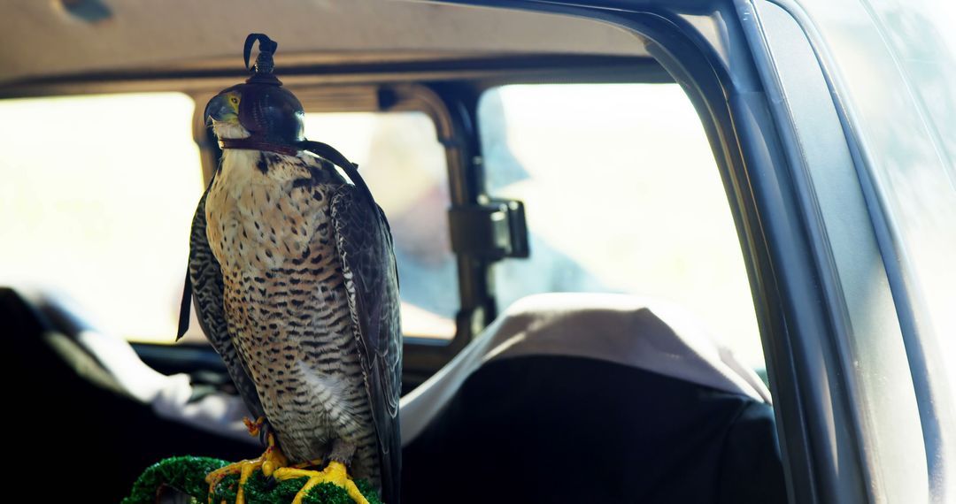 Falcon Perched Inside Car Trunk - Free Images, Stock Photos and Pictures on Pikwizard.com