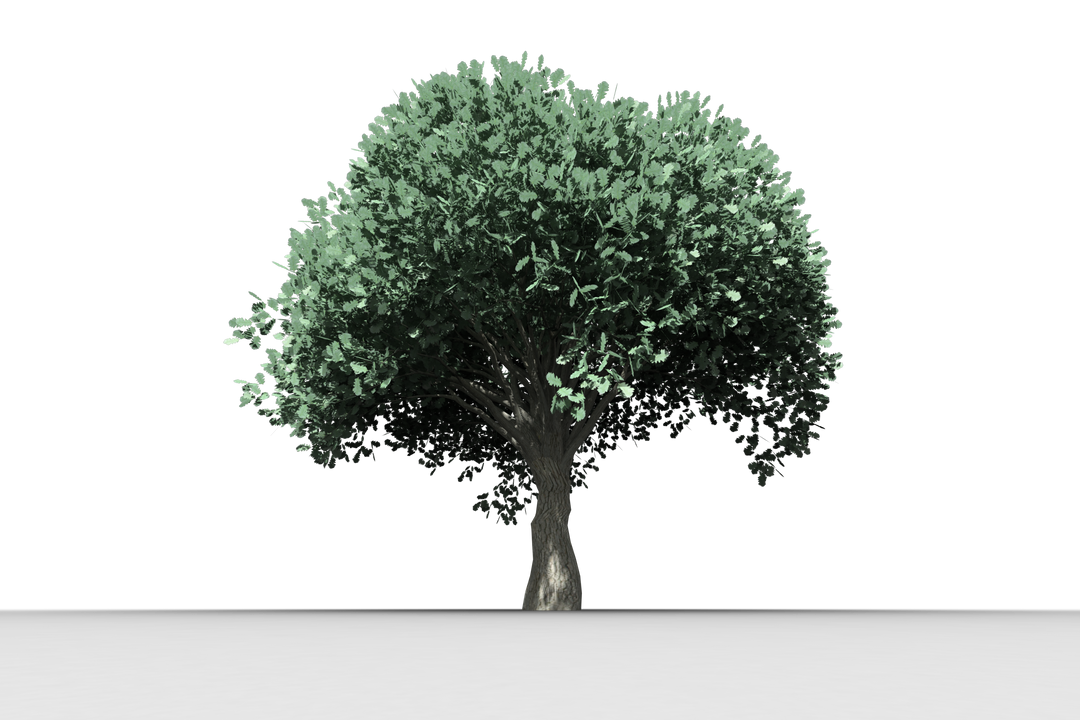 Transparent Tree with Green Leaves  - Download Free Stock Images Pikwizard.com