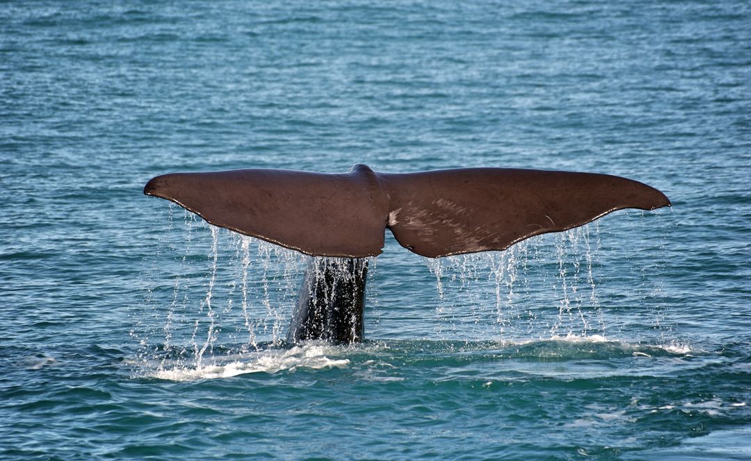 Whale Tail Emerging from Ocean Waters