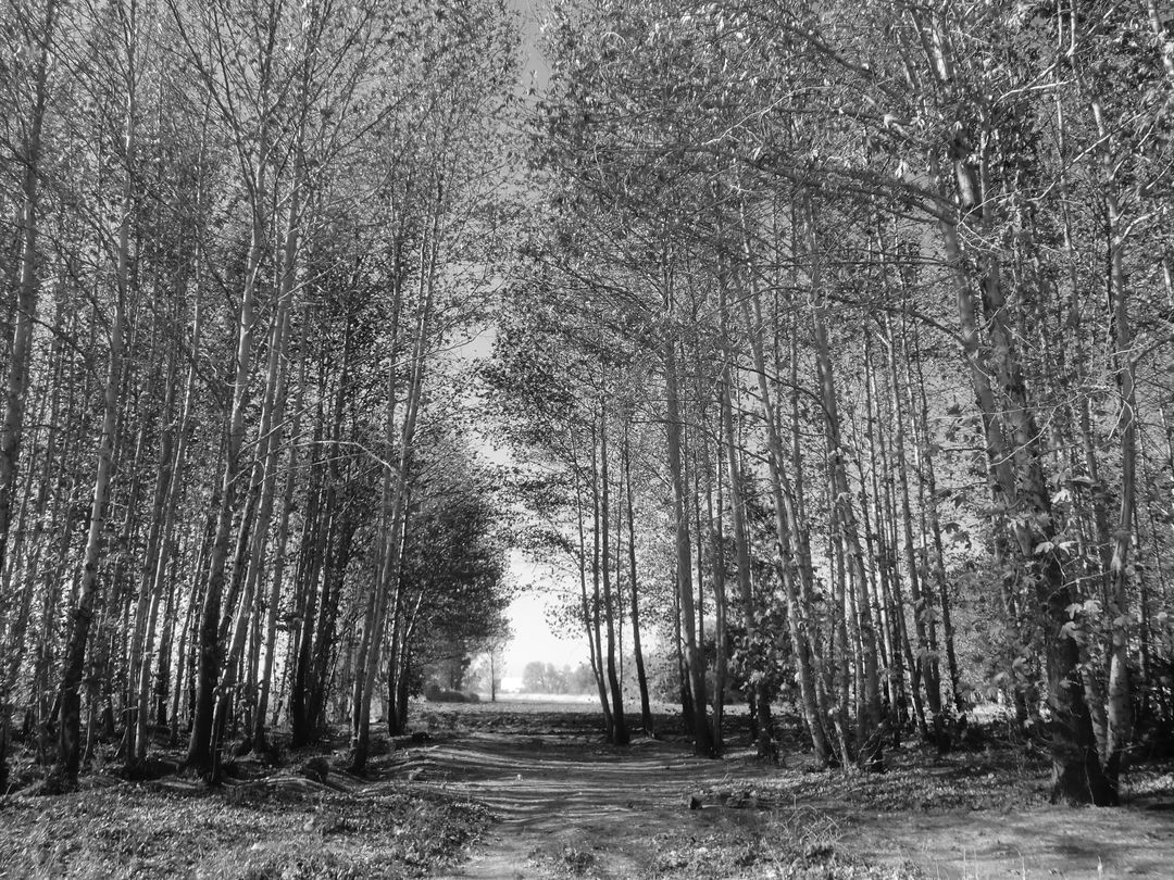 Monochrome Forest Path with Tall Trees in Autumn - Free Images, Stock Photos and Pictures on Pikwizard.com