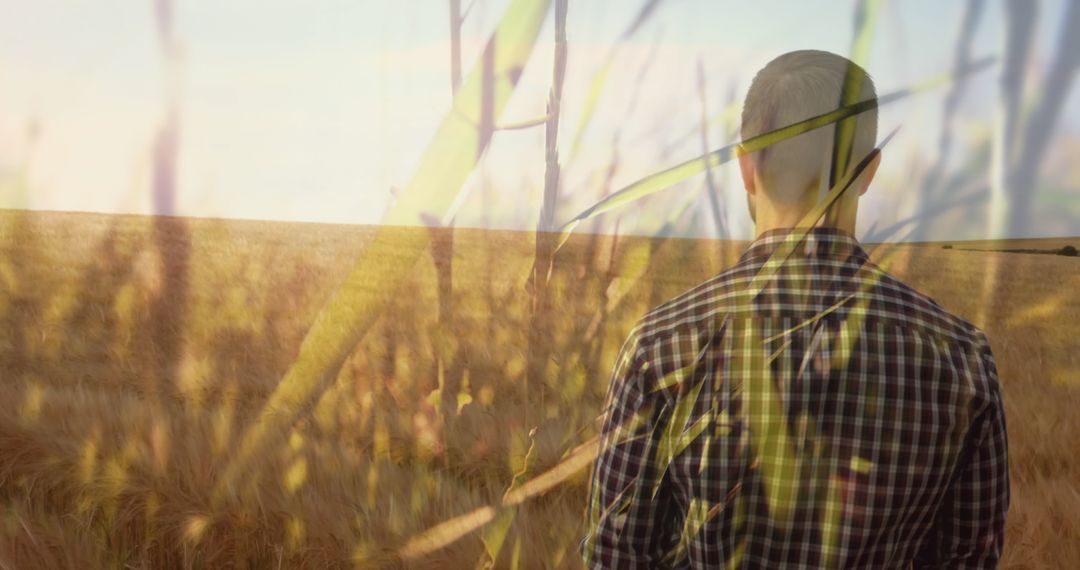 Lone Farmer Reflecting in Golden Wheat Field