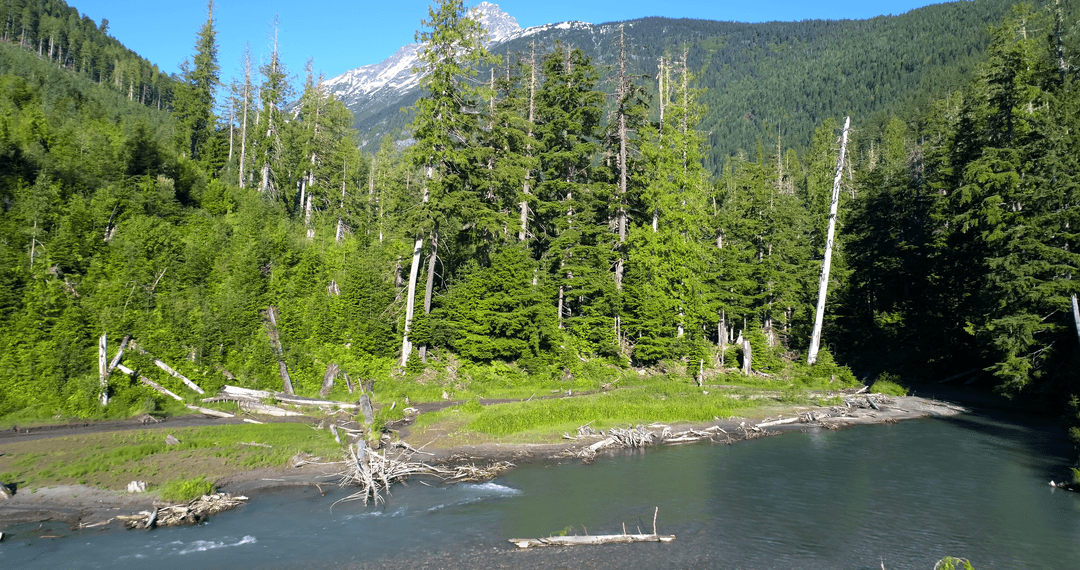 Transparent Waters Flowing by Verdant Forest with Mountain Peak
