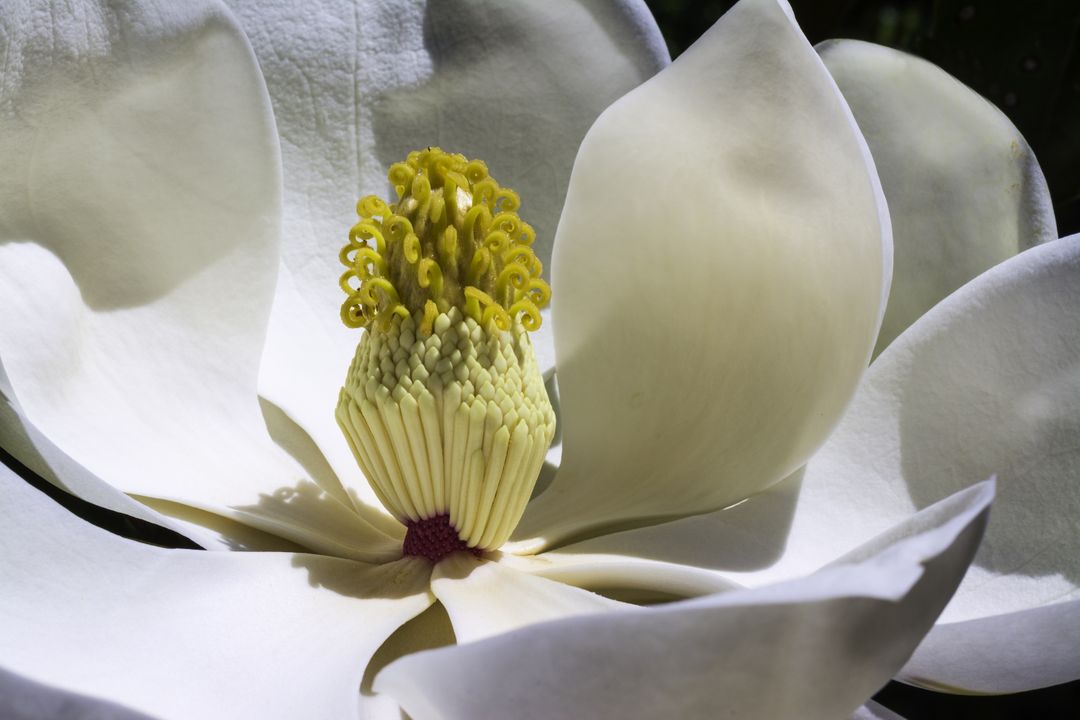 Beautiful white magnolia flower with gentle curves in full bloom - Free Images, Stock Photos and Pictures on Pikwizard.com
