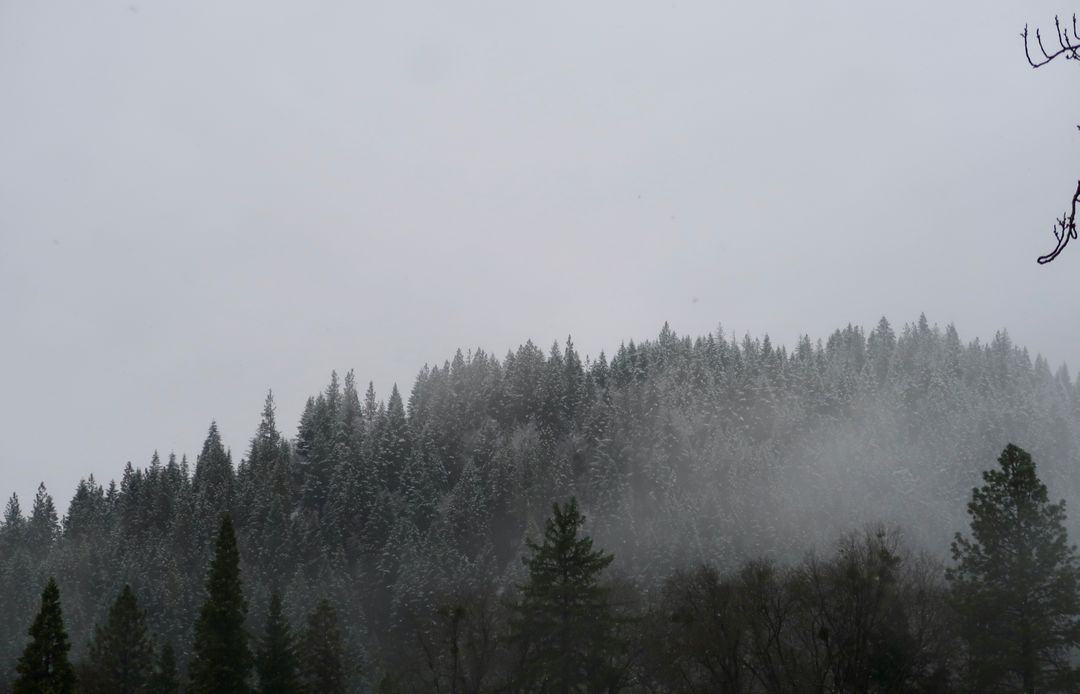 Winter Trees Covered in Snow on Foggy Day - Free Images, Stock Photos and Pictures on Pikwizard.com