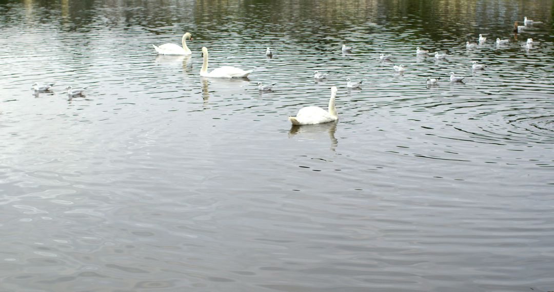 Ducks and swans swimming in cold water of a calm lake - Free Images, Stock Photos and Pictures on Pikwizard.com