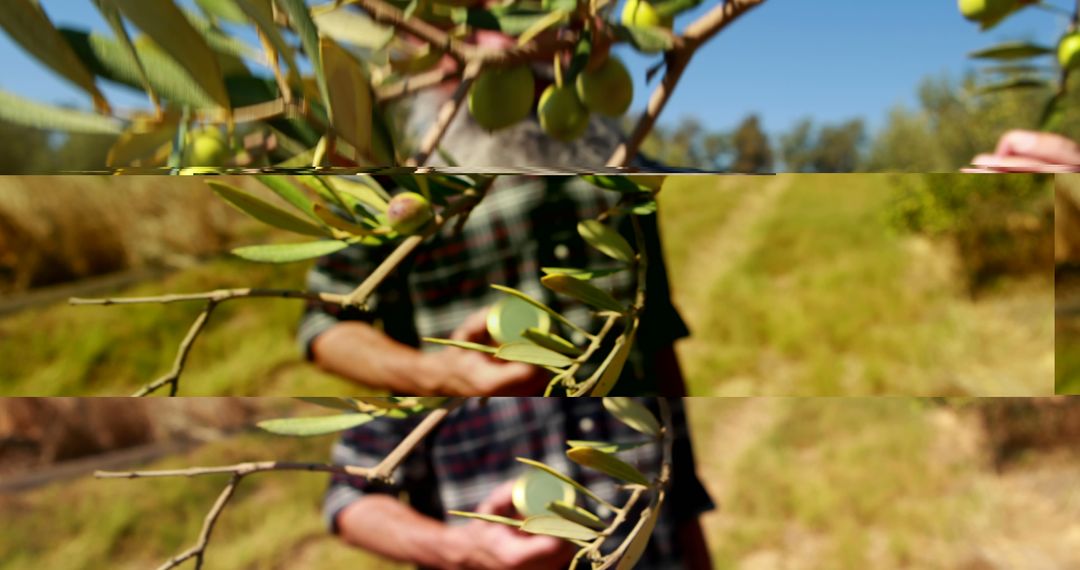 Farmer Holding Olive Branch in Orchard - Free Images, Stock Photos and Pictures on Pikwizard.com