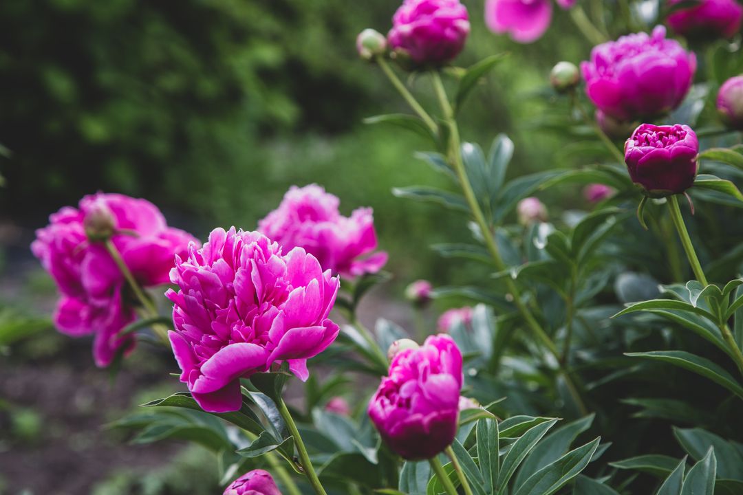 Vibrant Magenta Peonies Blooming in Lush Garden with Soft Bokeh Background