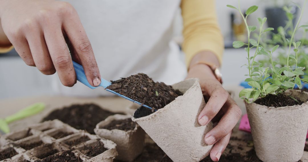 Hands Potting Herbs Indoors Showing DIY Gardening