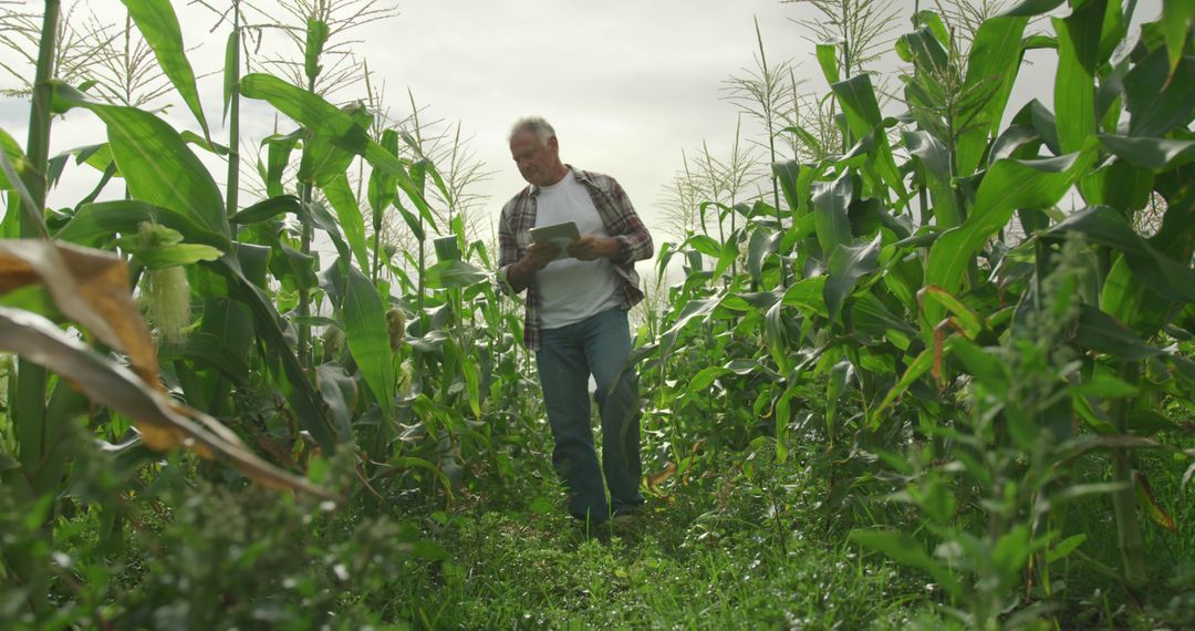 Senior Man Analyzing Cornfield Crop Health for Optimum Yield