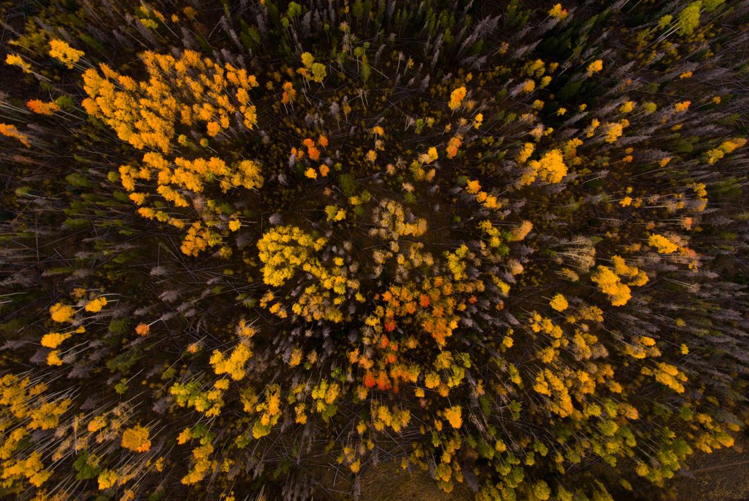 Aerial View of Dense Forest with Autumn Foliage - Free Images, Stock Photos and Pictures on Pikwizard.com