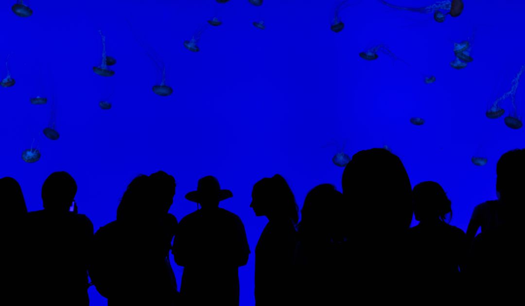 Silhouettes of People Watching Jellyfish in Blue Aquatic Display - Free Images, Stock Photos and Pictures on Pikwizard.com