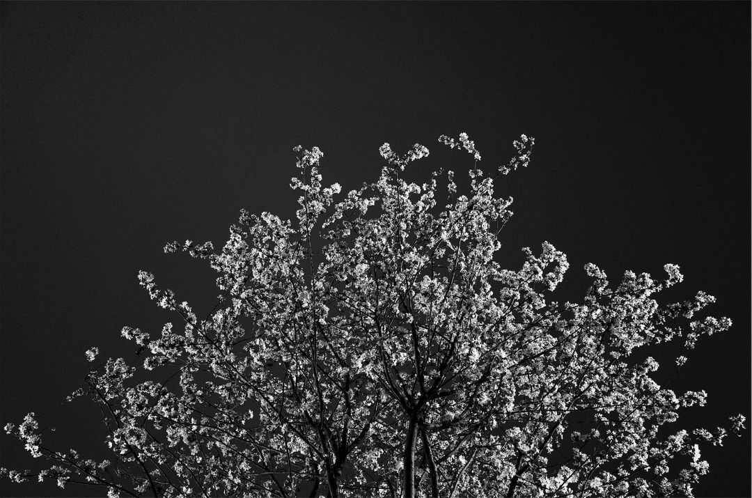 Black and White Cherry Blossom Tree Against Dark Sky - Free Images, Stock Photos and Pictures on Pikwizard.com