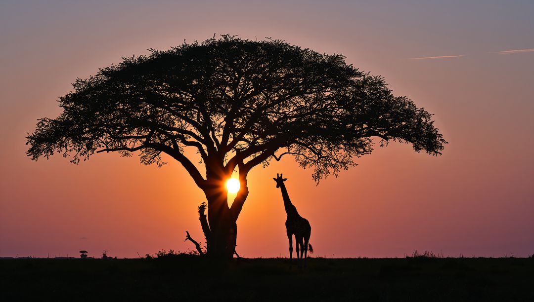 Sunset silhouette: giraffe standing by acacia in african savanna