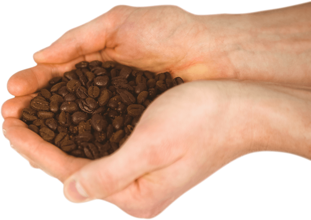 Hands Holding Organic Coffee Beans on Transparent Background