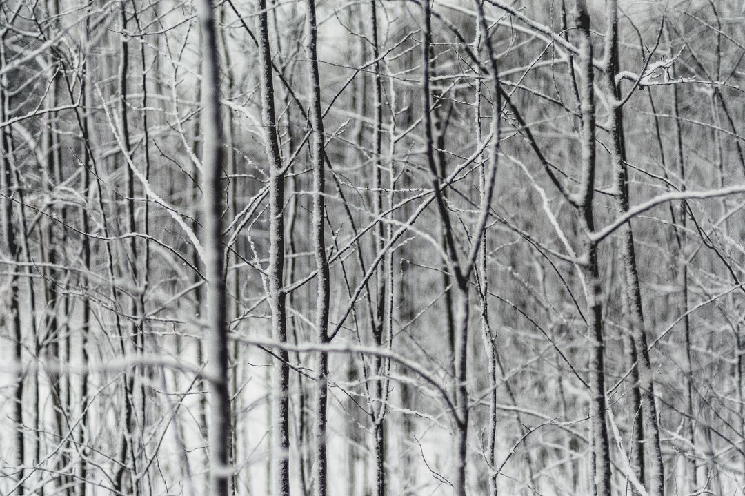 Snow-covered trees in winter forest creating abstract pattern - Free Images, Stock Photos and Pictures on Pikwizard.com