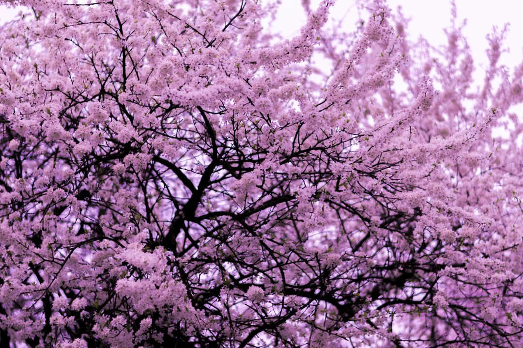 Blooming Cherry Blossoms in Spring - Free Images, Stock Photos and Pictures on Pikwizard.com