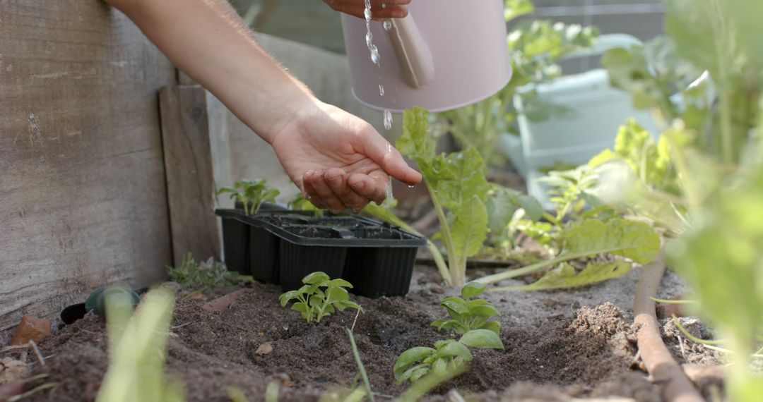 Gardener Watering Young Plants in Garden Bed - Free Images, Stock Photos and Pictures on Pikwizard.com