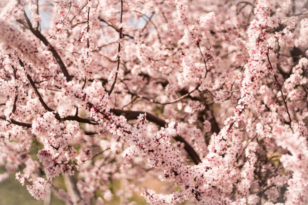Close Up of Tree Branch with Blooming Pink Flowers in Spring - Free Images, Stock Photos and Pictures on Pikwizard.com