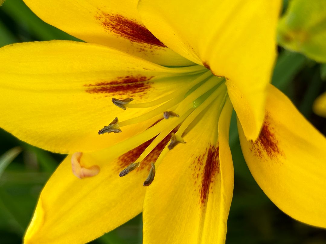 Yellow Lily Bloom Showing Red Speckles and Stamen Macro Detail for Floral Design