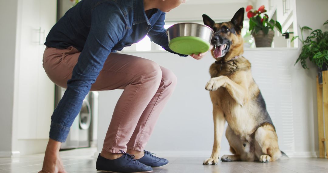 Person Feeding German Shepherd at Home - Free Images, Stock Photos and Pictures on Pikwizard.com