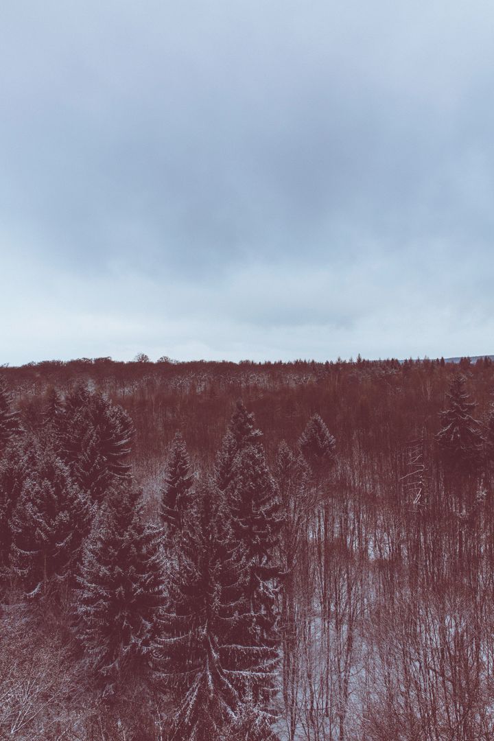 Snow-Covered Forest with Dense Evergreen Trees Under Overcast Sky - Free Images, Stock Photos and Pictures on Pikwizard.com