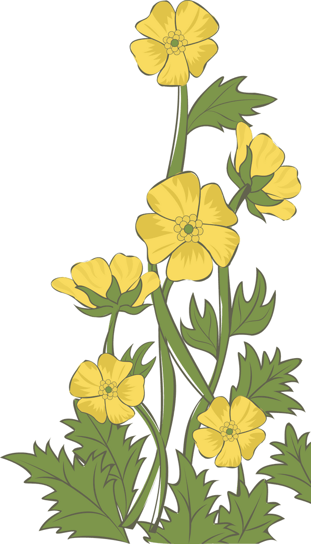 Transparent Yellow Wildflower Cluster in Botanical Vector Art Illustration