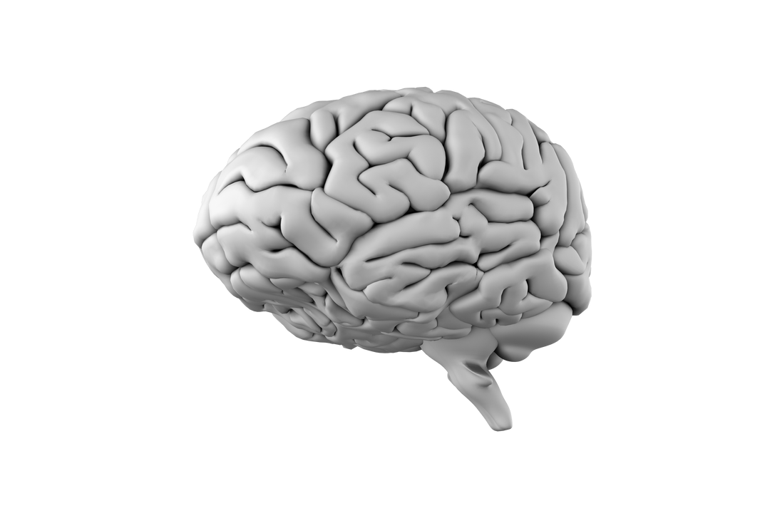 Digital White Human Brain Illustration on Transparent Background for Science Concepts - Download Free Stock Images Pikwizard.com