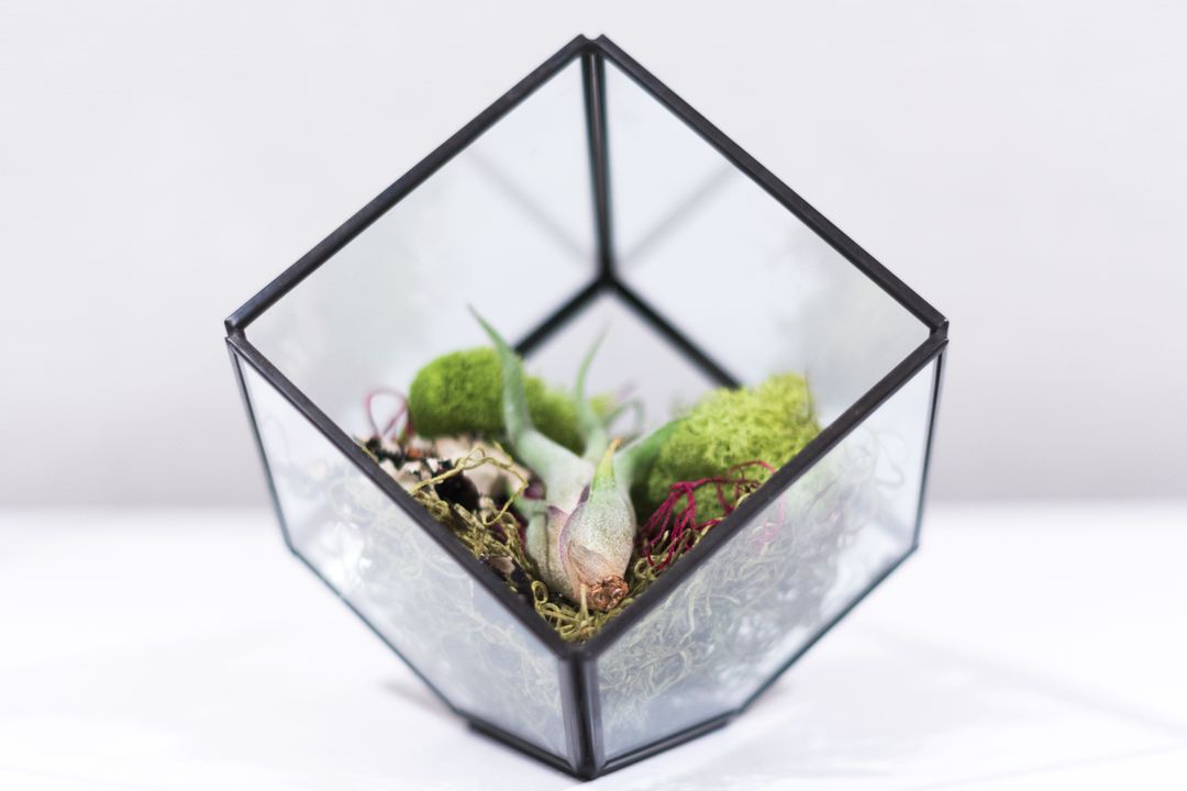 Geometric Glass Terrarium with Succulents and Moss Close-Up - Free Images, Stock Photos and Pictures on Pikwizard.com