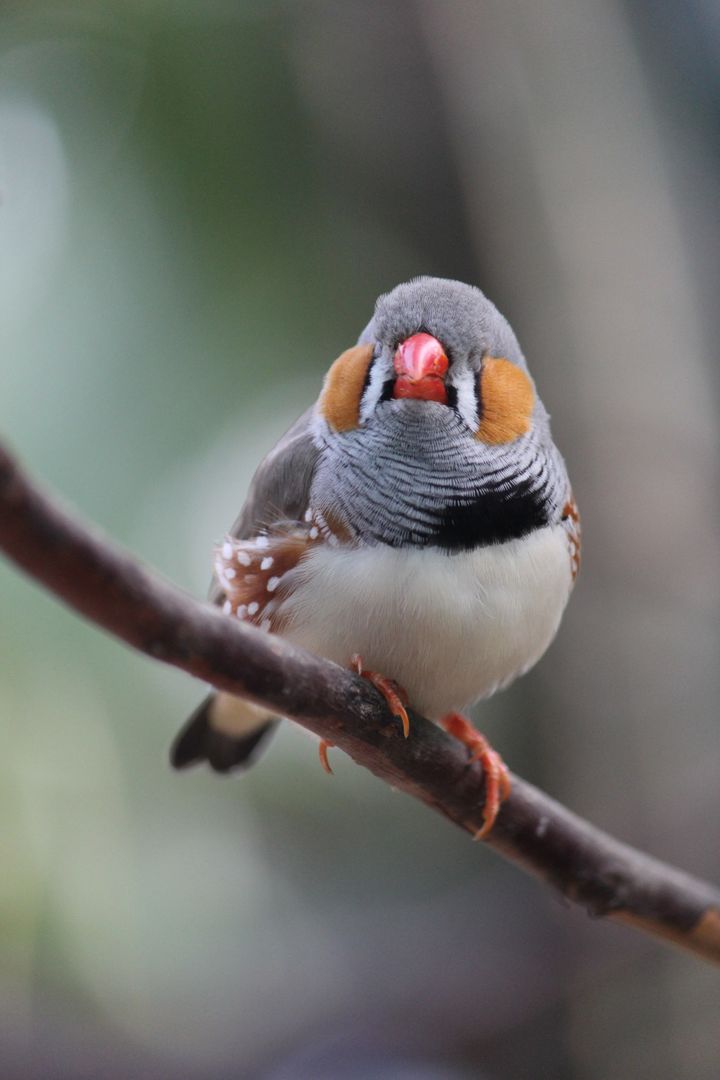 Close-Up of Colorful Zebra Finch Perched on Branch - Free Images, Stock Photos and Pictures on Pikwizard.com