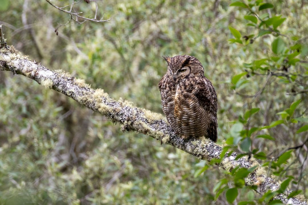Great Horned Owl Resting on Branch in Forest Habitat