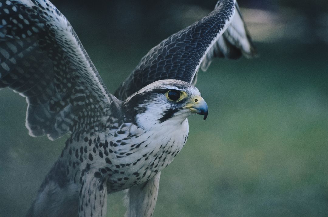 Falcon Spreading Wings Preparing for Flight with Intense Gaze and Detailed Plumage