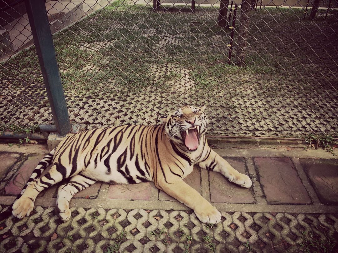 Tiger Yawning in Secure Enclosure Highlighting Natural Habitat