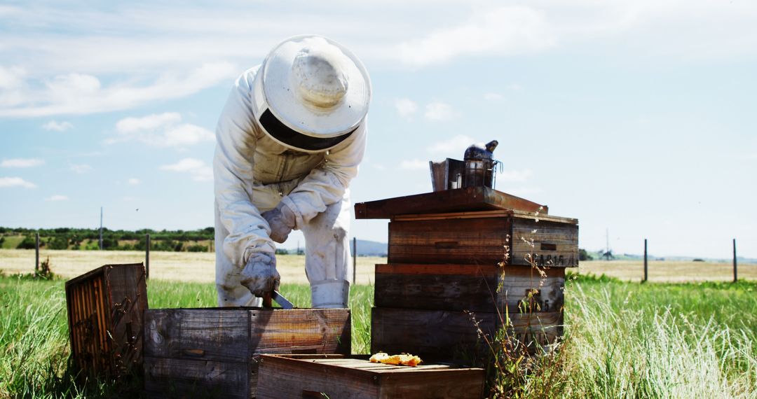 Beekeeper in Protective Gear Inspecting Beehive on Sunny Day - Free Images, Stock Photos and Pictures on Pikwizard.com