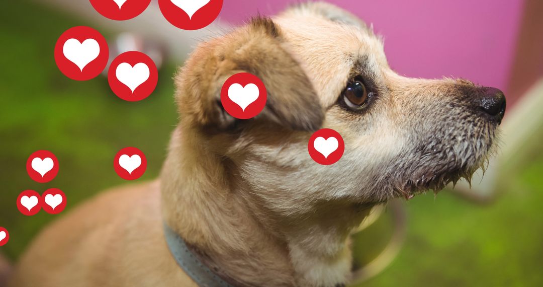 Heart Icons Hovering Over Adorable Pet Dog in Warm Home