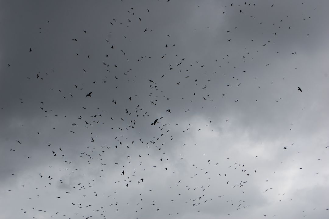 Flock of Birds Flying Under Overcast Sky