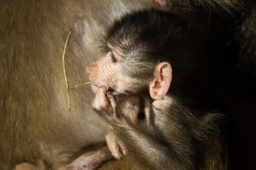 Close-up of Baby Baboon Clinging on Mothers Fur - Free Images, Stock Photos and Pictures on Pikwizard.com
