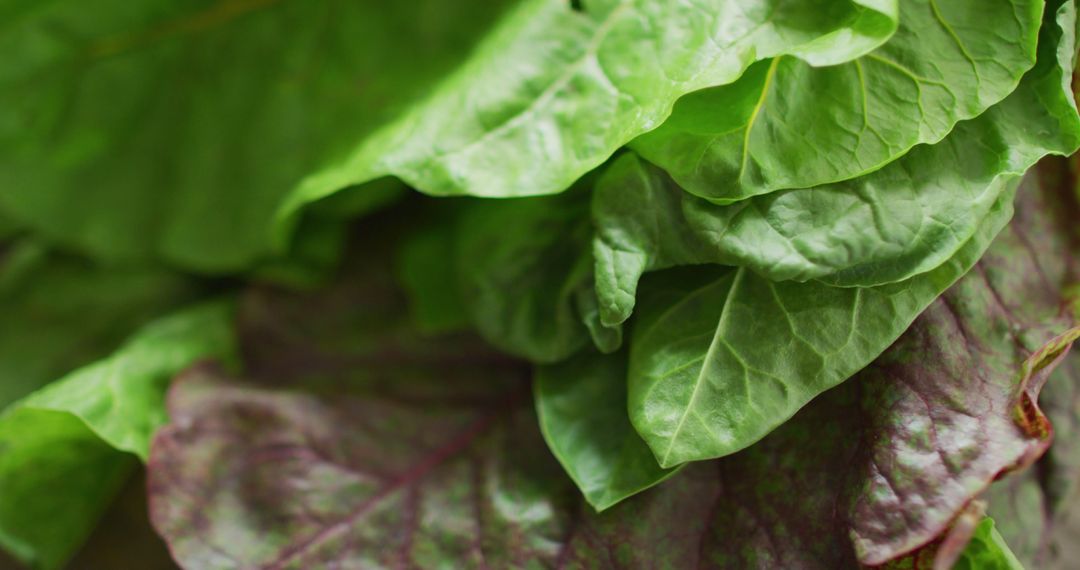 Fresh Green and Purple Lettuce Leaves Close-Up - Free Images, Stock Photos and Pictures on Pikwizard.com