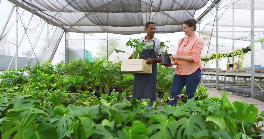 Collaborative Workers Handling Seedlings in Sunny Greenhouse