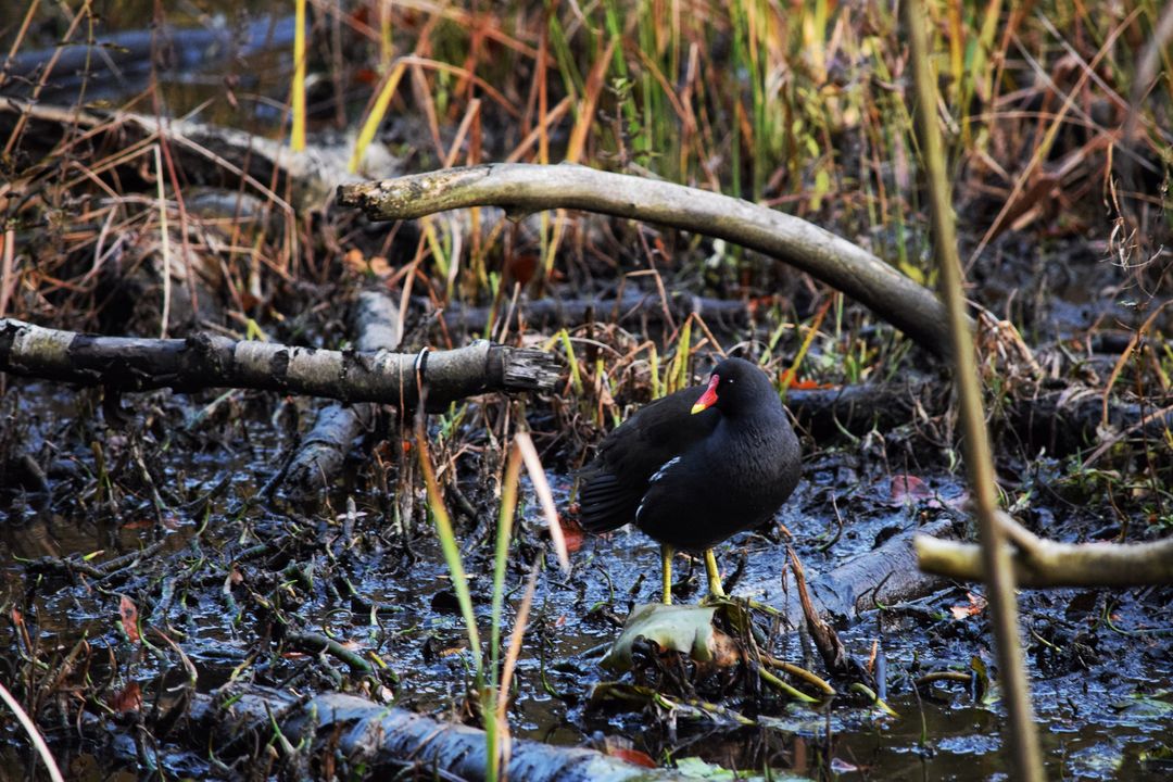 Common Gallinule Standing Amid Wetland Vegetation - Free Images, Stock Photos and Pictures on Pikwizard.com