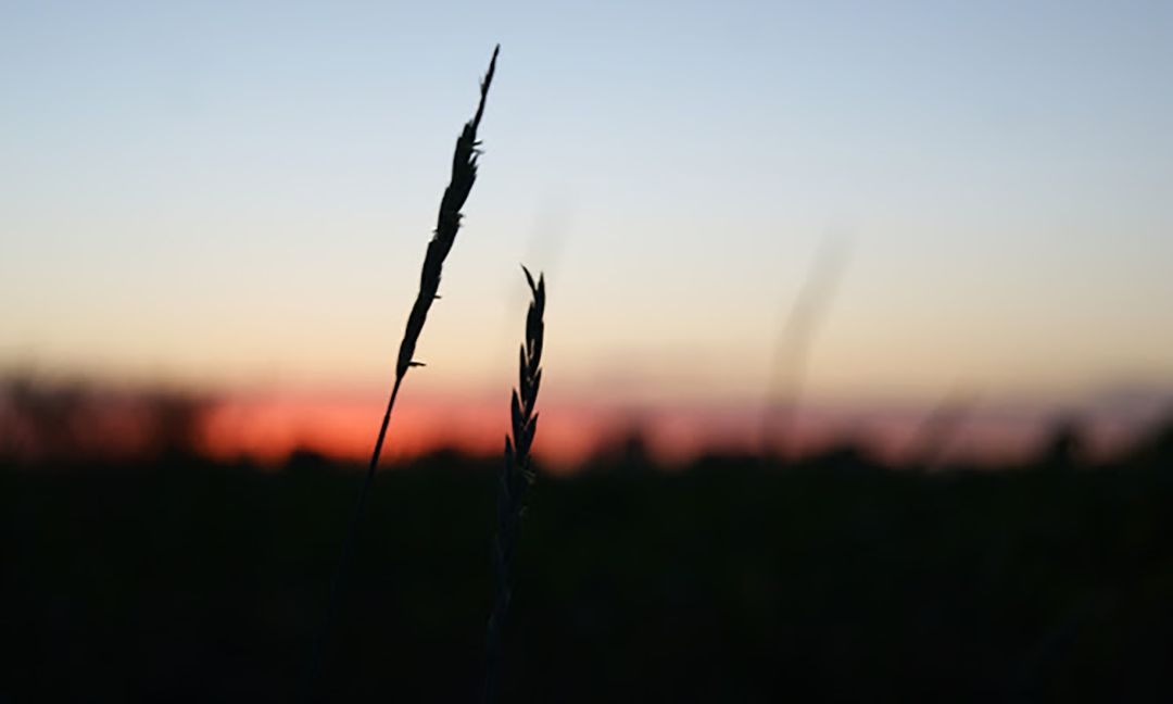 Silhouette of Grass at Sunset with Dramatic Sky - Free Images, Stock Photos and Pictures on Pikwizard.com